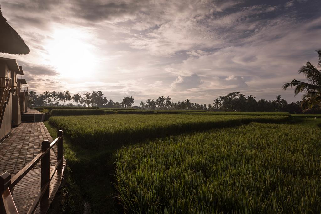 Superior Double Room Rice Paddy View,404925717:JPEG