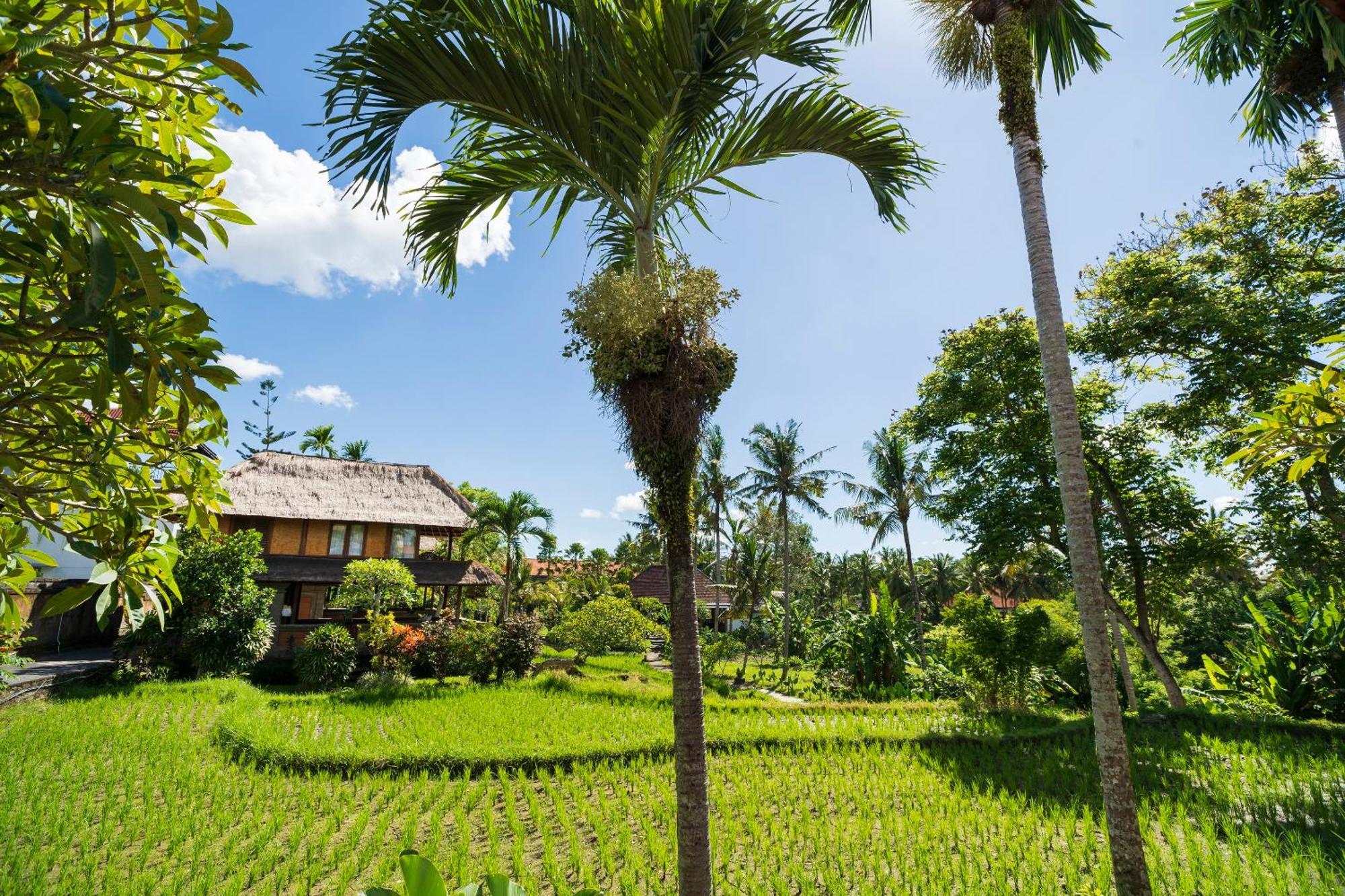 Two Storey One-Bedroom Villa Rice-Field View