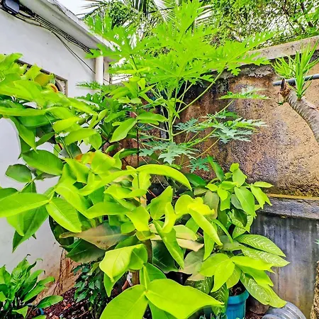 Capital O 92229 Pudak Sari Homestay-3
