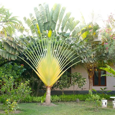 Bali Oase Resort-2