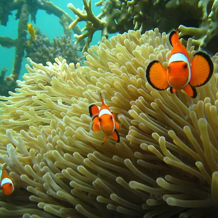Biorock Homestay & Dive Center Pemuteran-3