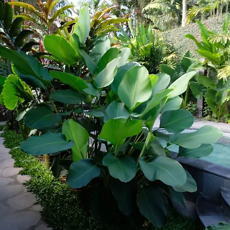 Japa Suites & Villas-3