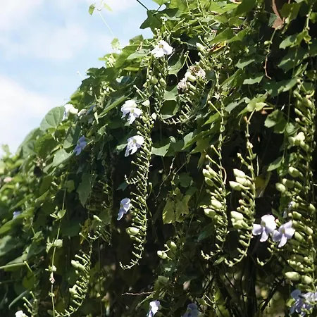 Umpadhi Canggu-3