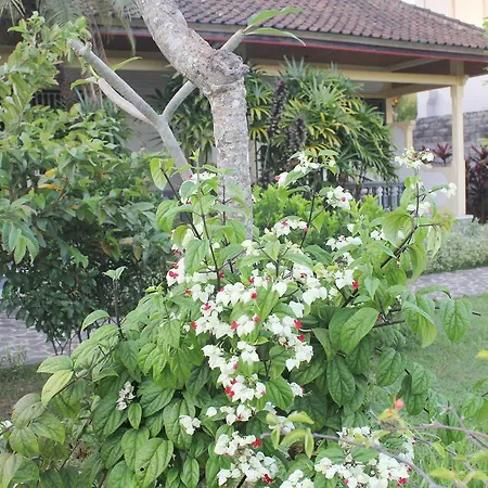 Taman Lily'S Hotel-2