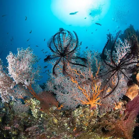 Bali Dive Resort Amed-3