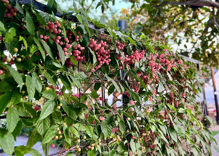 Hoteles en Nusa Penida
